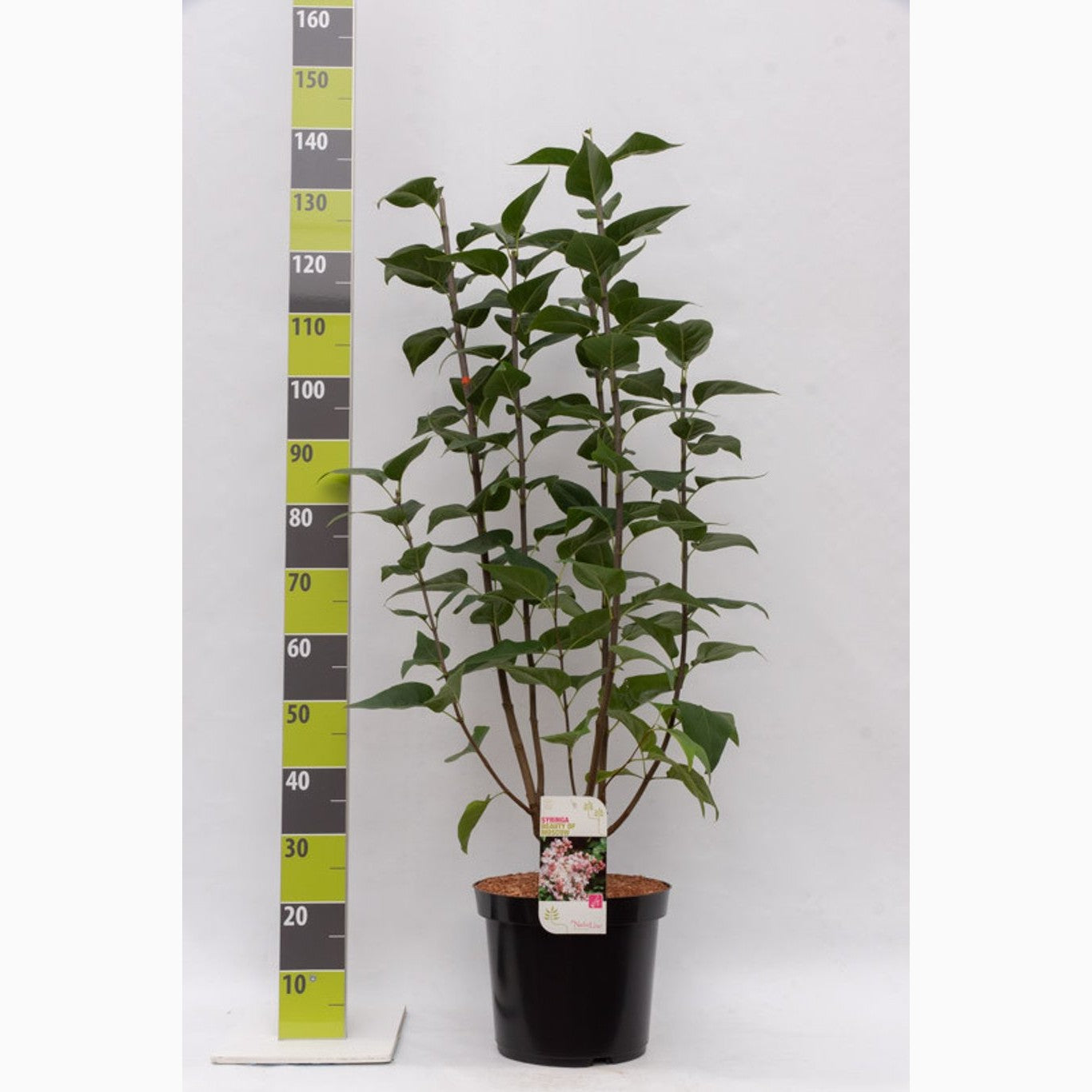 Syren (V); – Syringa vulgaris 'Beauty of Moscow' - C12